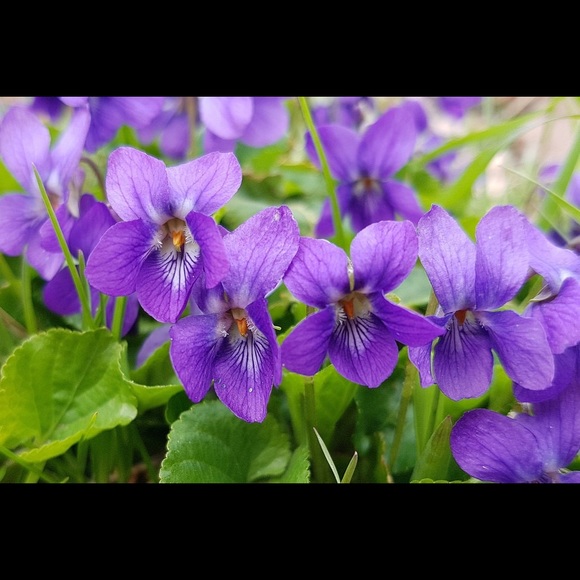 Meet your Posher, Valerie - Picture 1 of 1